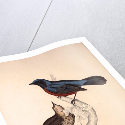 Turdus Erythrogaster by Elizabeth Gould and John Gould