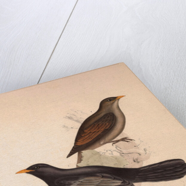 Turdus Poecilopterus, Aztec Thrush by Elizabeth Gould and John Gould