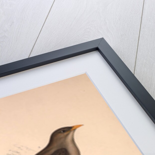 Turdus Poecilopterus, Aztec Thrush by Elizabeth Gould and John Gould