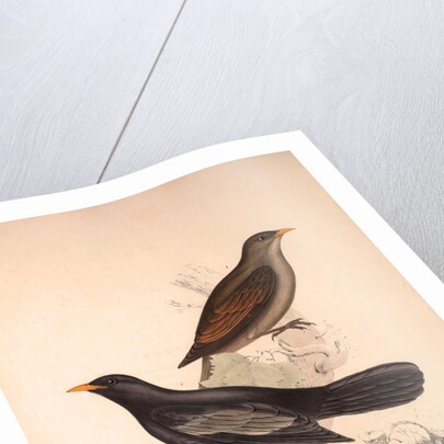Turdus Poecilopterus, Aztec Thrush by Elizabeth Gould and John Gould