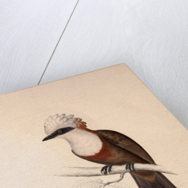 Garrulus Leucolophus, White-crested Laughingthrush by Elizabeth Gould and John Gould