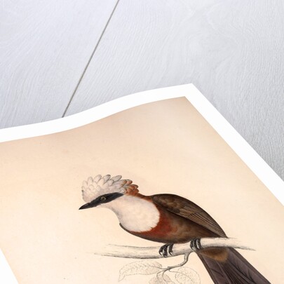 Garrulus Leucolophus, White-crested Laughingthrush by Elizabeth Gould and John Gould