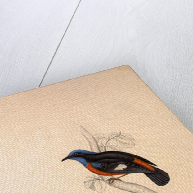 Phoenicura Cinclorhyncha, actually Petrocincla cinclorhynca by Elizabeth Gould and John Gould