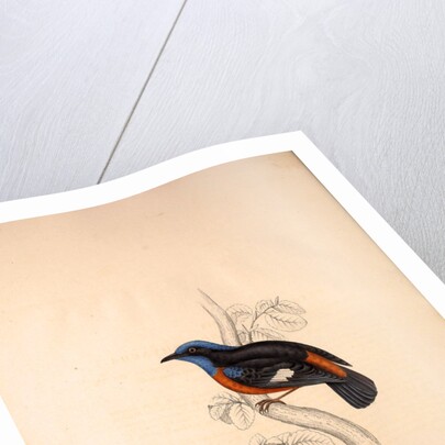 Phoenicura Cinclorhyncha, actually Petrocincla cinclorhynca by Elizabeth Gould and John Gould