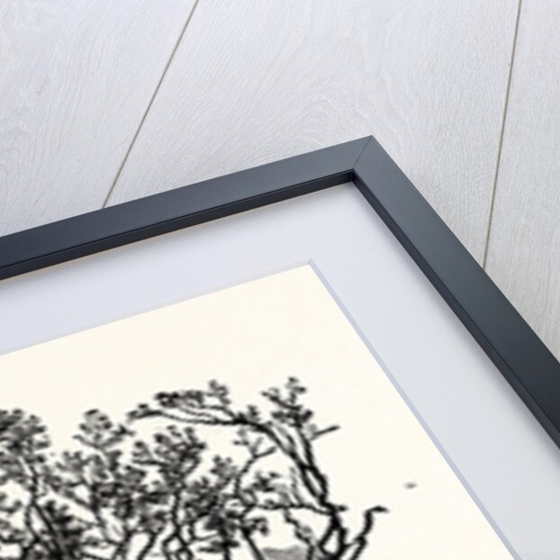 The Greendale Oak by Anonymous