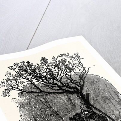 The Greendale Oak by Anonymous