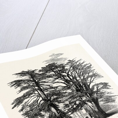 The Cedars, Wilton House by Anonymous