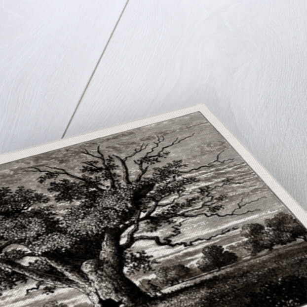 Fairlop Oak, 1800 by Anonymous