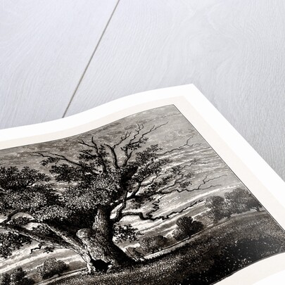 Fairlop Oak, 1800 by Anonymous