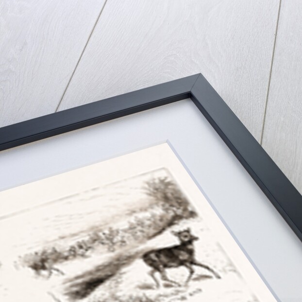 A Day With An Untried Deer by Anonymous