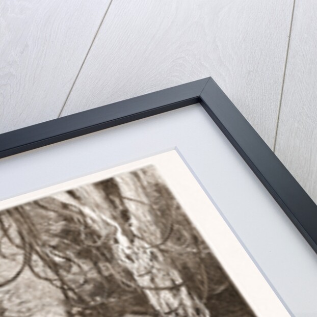 Binding A Wild Elephant by Anonymous