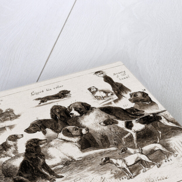 The Dog Show At The Crystal Palace, London by Anonymous