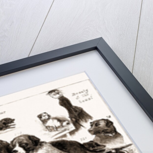 The Dog Show At The Crystal Palace, London by Anonymous