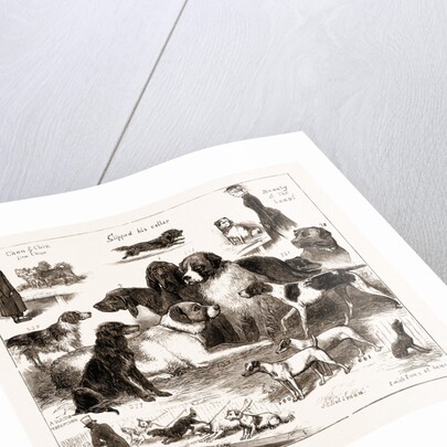 The Dog Show At The Crystal Palace, London by Anonymous