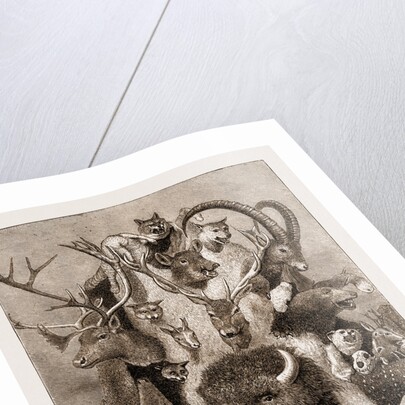 The Wild Game Of Europe, Hunting Trophies by Anonymous