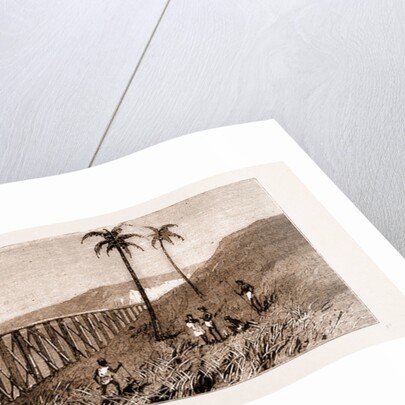 Carrying Sugar Cane On The Pioneer Plantation, Mackay by Anonymous