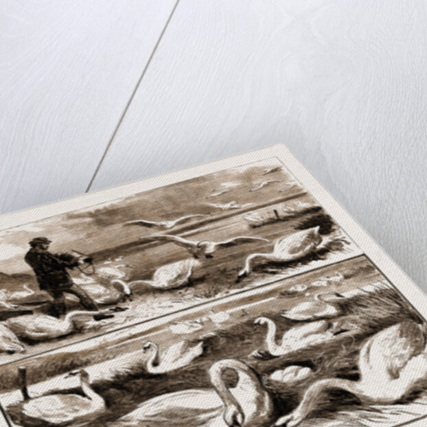 Lord Ilchester's Swannery by Anonymous