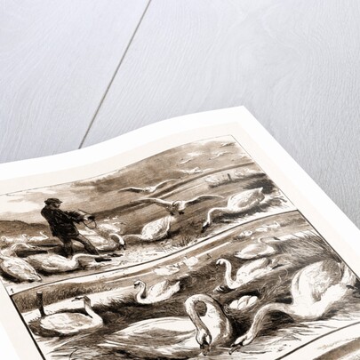 Lord Ilchester's Swannery by Anonymous