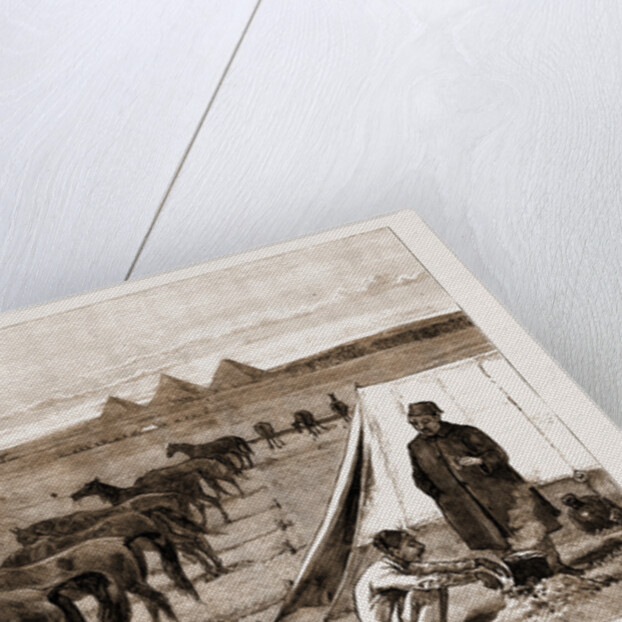 Cavalry Horses At Grass, Cairo by Anonymous