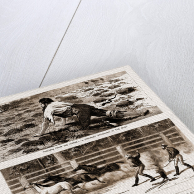 Thrown From His Horse, A Disabled Stockman In The Bush, And Lassoing Colts For Branding, New South Wales by Anonymous