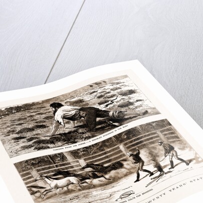 Thrown From His Horse, A Disabled Stockman In The Bush, And Lassoing Colts For Branding, New South Wales by Anonymous