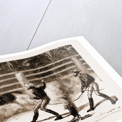 Lassoing Colts For Branding, New South Wales, Australia, 1883 by Anonymous