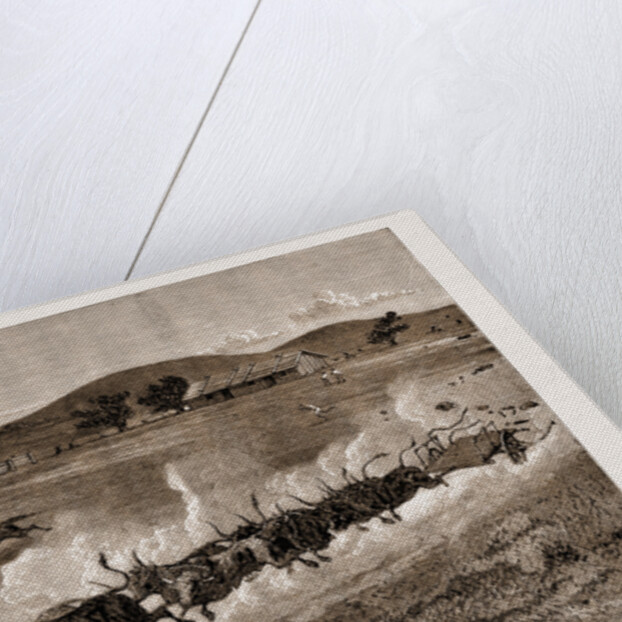 A Runaway Bullock Team, New South Wales, Australia, 1883 by Anonymous