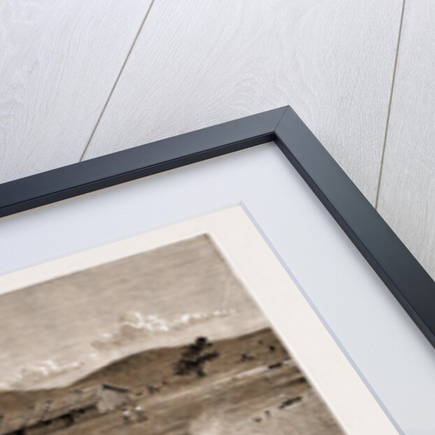 A Runaway Bullock Team, New South Wales, Australia, 1883 by Anonymous