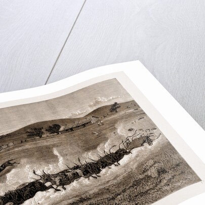 A Runaway Bullock Team, New South Wales, Australia, 1883 by Anonymous