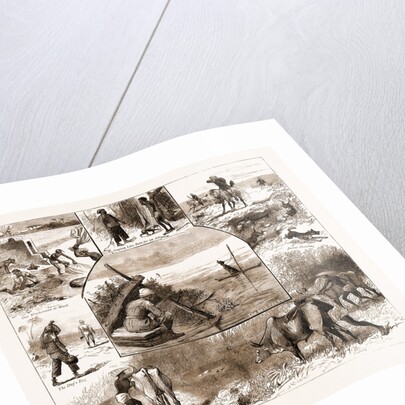 Some Indian Sporting Notes, 1883; The Bait Ready, Quail Snaring With Trained Cattle, Jackal Hunting, Washerman At Work by Anonymous