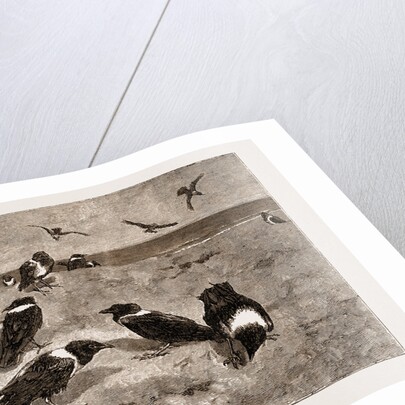 The River Congo: Scapulated Crows On The Beach At Banana, 1883 by Anonymous