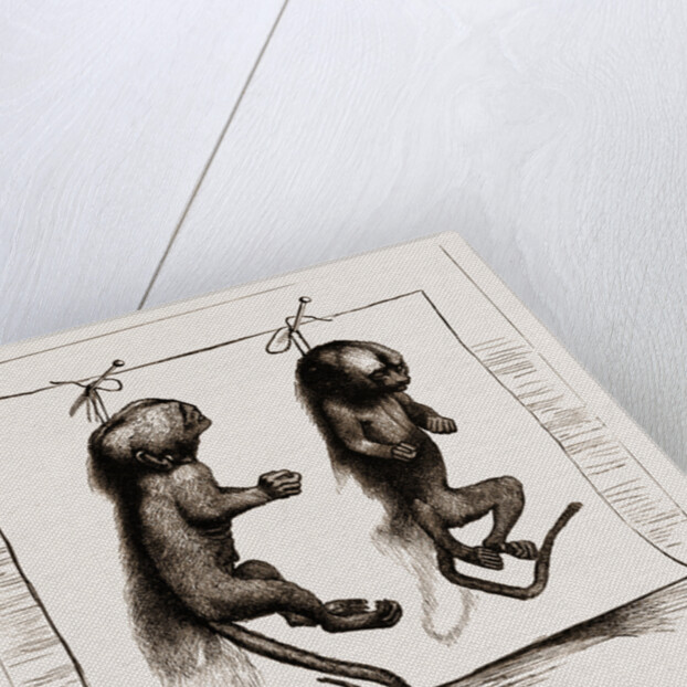 Two Young Marmozets, The First Ever Bred In Europe, 1883 by Anonymous