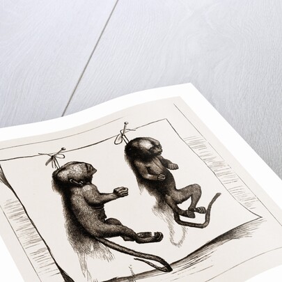 Two Young Marmozets, The First Ever Bred In Europe, 1883 by Anonymous