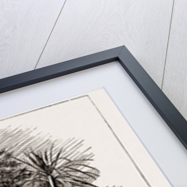 Australian And New Zealand Exhibits At The Colonial And Indian Exhibition, 1886 by Anonymous