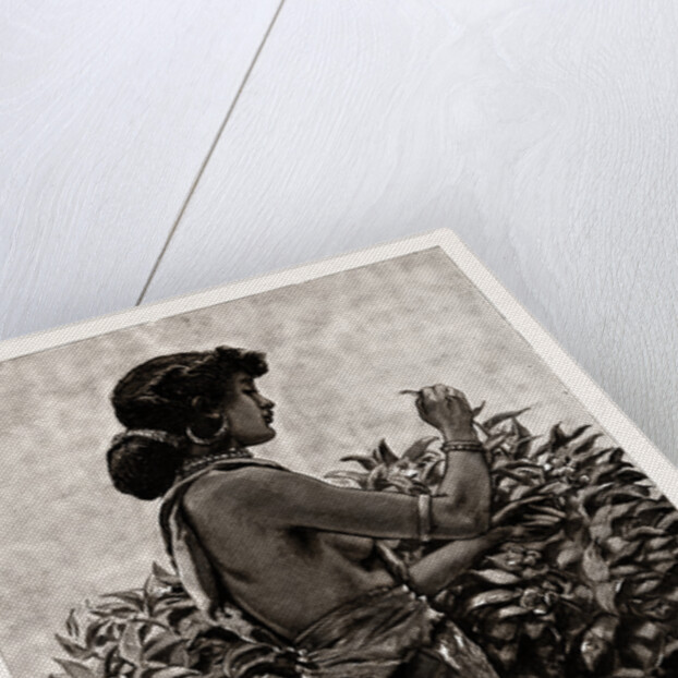 The Ceylon Tea Industry, Sri Lanka: Tamul Girl Plucking A Tea Bush, 1886 by Anonymous