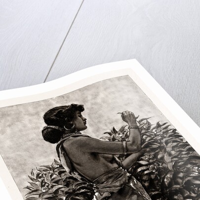 The Ceylon Tea Industry, Sri Lanka: Tamul Girl Plucking A Tea Bush, 1886 by Anonymous