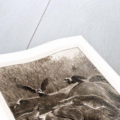 How Are The Mighty Fallen!: A Scene On The Banks Of The Limpopo River, South Africa, 1897 by Anonymous