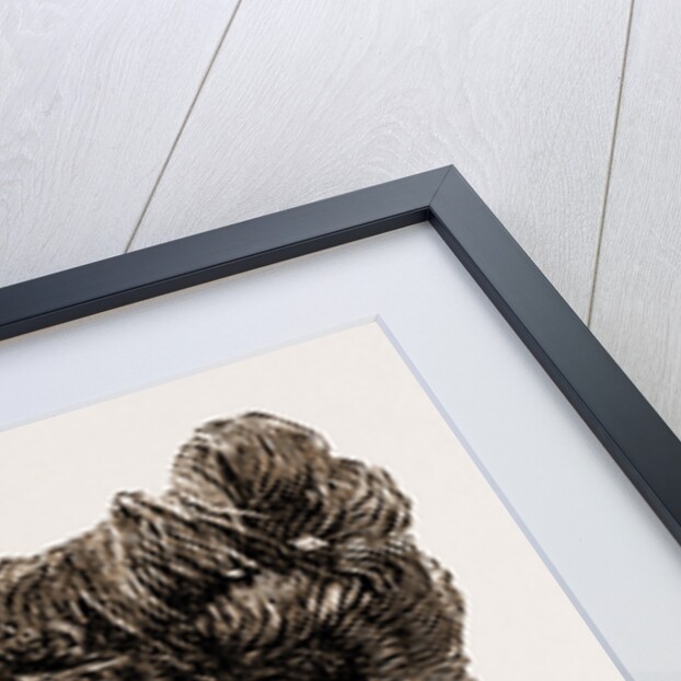 The Late Lady Lawson by Elliott And Fry