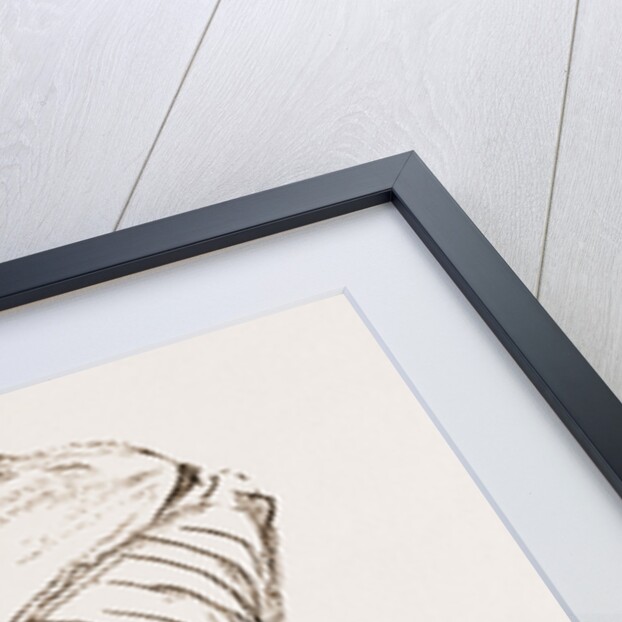 Eight Representative Malay States Guides by Anonymous