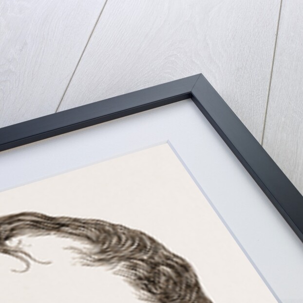 Hamilton Hume by Anonymous