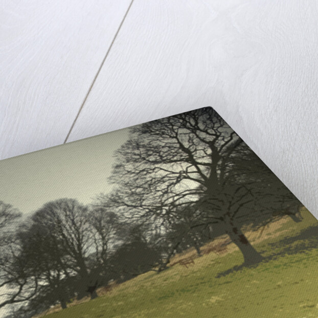 Mature Trees on the Hardwick Hall Estate by Sarah Smith