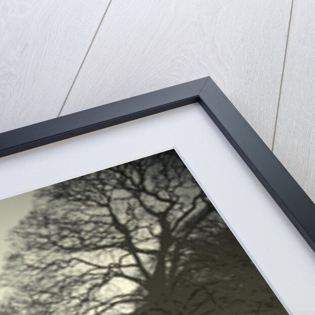 Mature Trees on the Hardwick Hall Estate by Sarah Smith