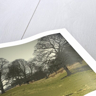 Mature Trees on the Hardwick Hall Estate by Sarah Smith