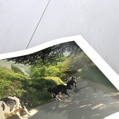 Herd of Cows on Morley Lane in Stanley by Sarah Smith