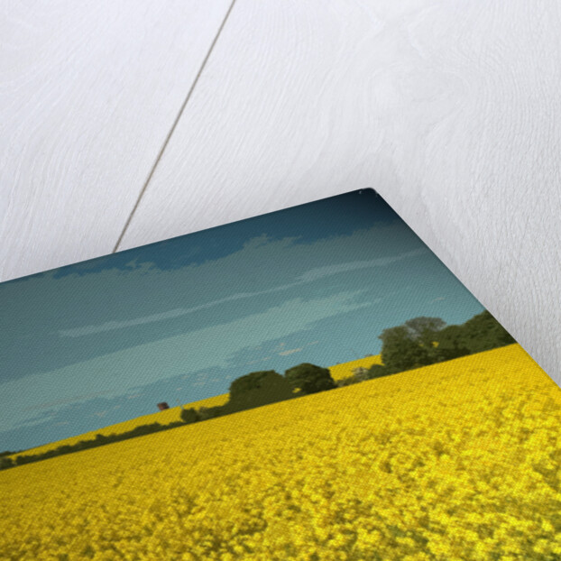 Oil Seed Fields near Morley by Sarah Smith