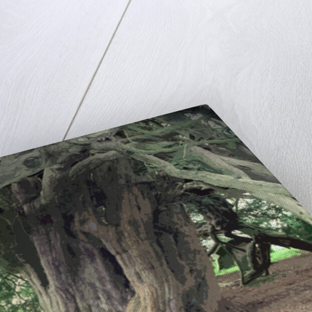 The Doveridge Yew - Trunk by Sarah Smith