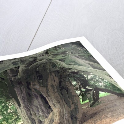The Doveridge Yew - Trunk by Sarah Smith