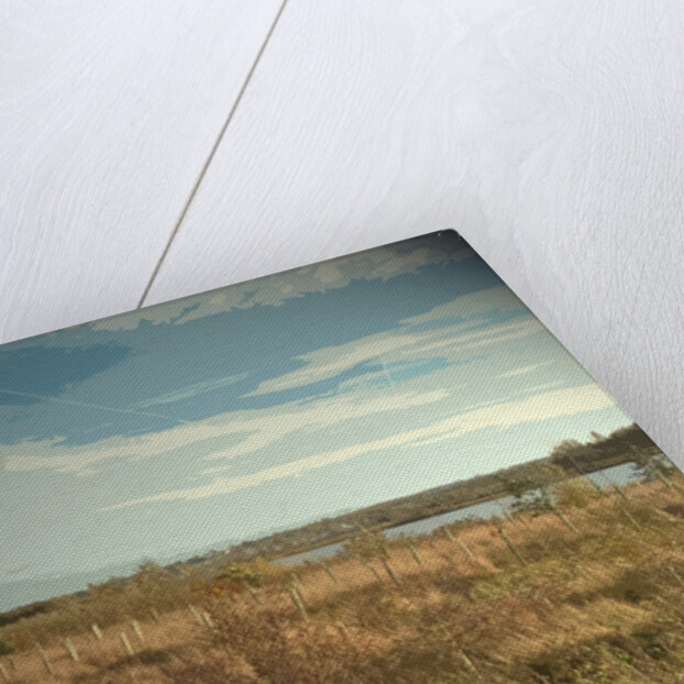 Plantation at Willington Gravel Pits by Sarah Smith