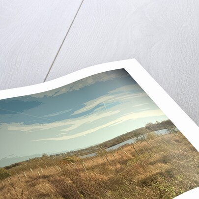 Plantation at Willington Gravel Pits by Sarah Smith