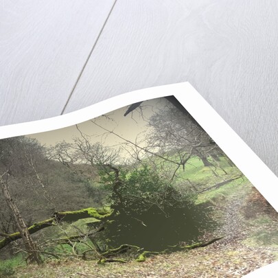 Swallows Wood by Sarah Smith